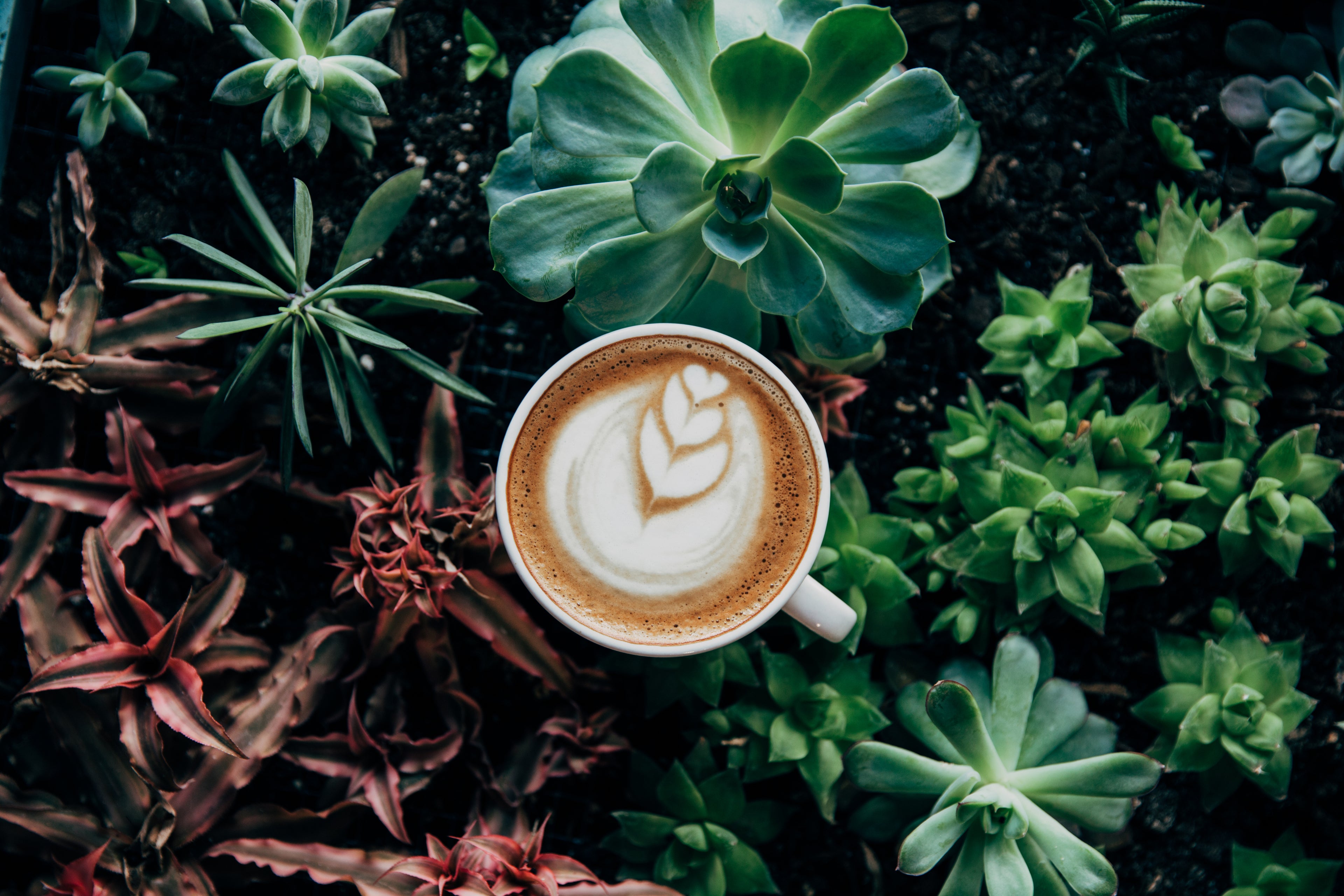 small late' in a white coffee cup surrounded by succulents