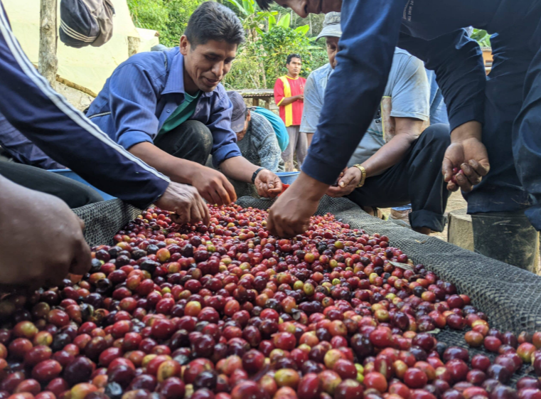 “Bolivian coffee farmers sorting ripe coffee cherries by hand on a farm in Bolivia during harvest”