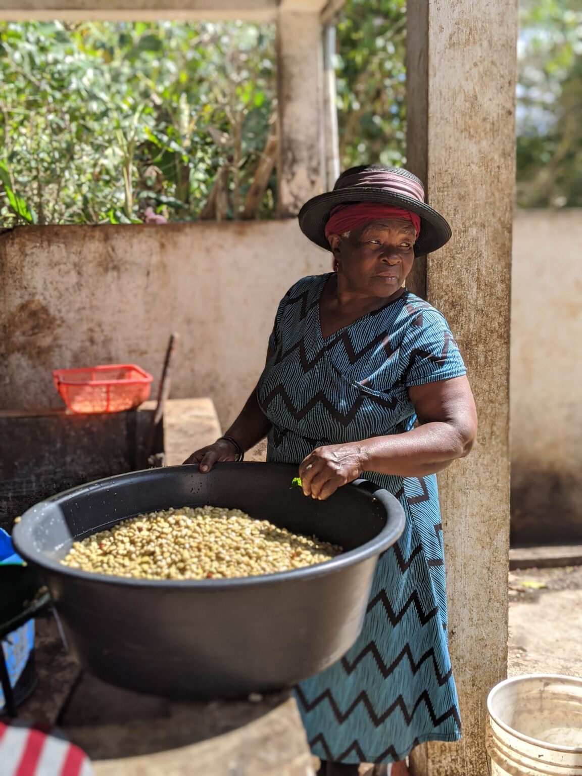“Haitian woman farmer carrying a large batch of green coffee beans on her back at a sustainable coffee farm in Haiti”