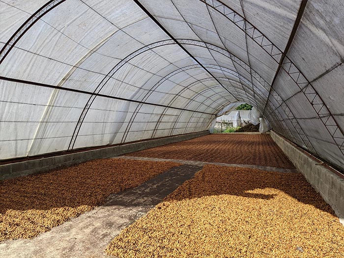 “Dominican coffee farm showing red honey processing method with ripe coffee cherries drying under the sun in the Dominican Republic”